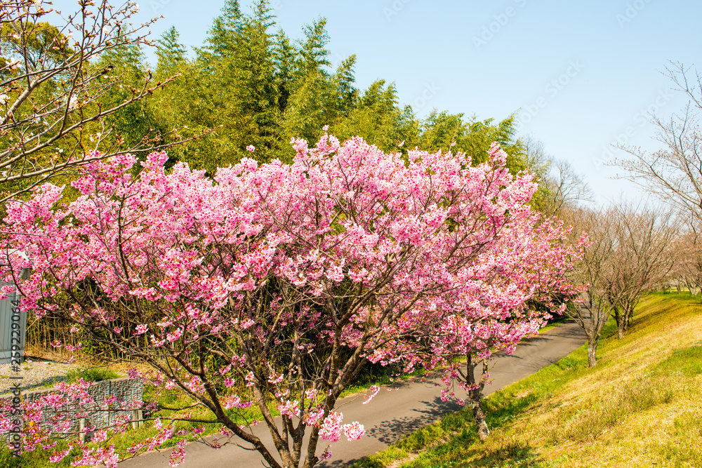 桜づつみ公園の陽光