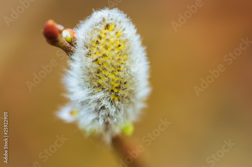 Willow catkin blossom macro