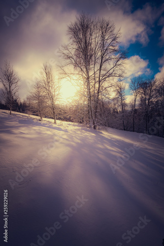 dreamy winter picture with sun shining through the forest on snowy field