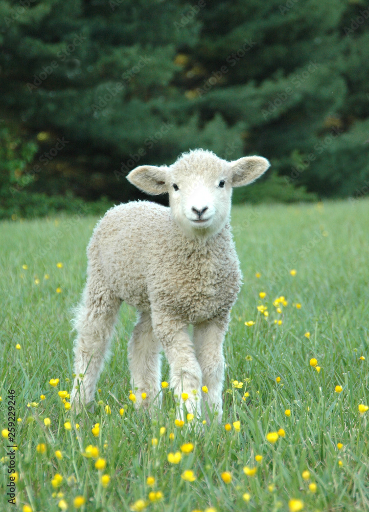 Fototapeta premium LEICESTER LONGWOOL SHEEP Lamb