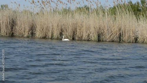 Swan On The Lake In The Nature Reserve. Bulrush and trees behind. A video from the boat from the lake.