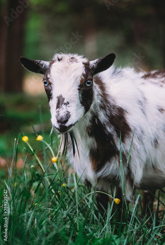 Nigerian Dwarf Goat Dairy Doe