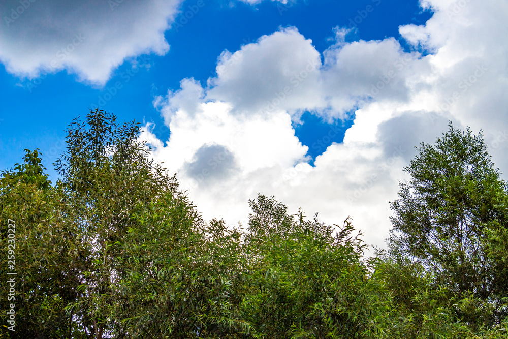 Beautiful clouds over willow treetops, summer skyscape in Debnevo, Northern Bulgaria