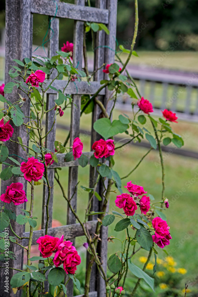 A Rose trellis is covered with red climbing roses.