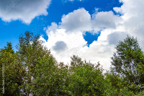 Fototapeta Naklejka Na Ścianę i Meble -  Beautiful clouds over willow treetops, summer skyscape in Debnevo, Northern Bulgaria