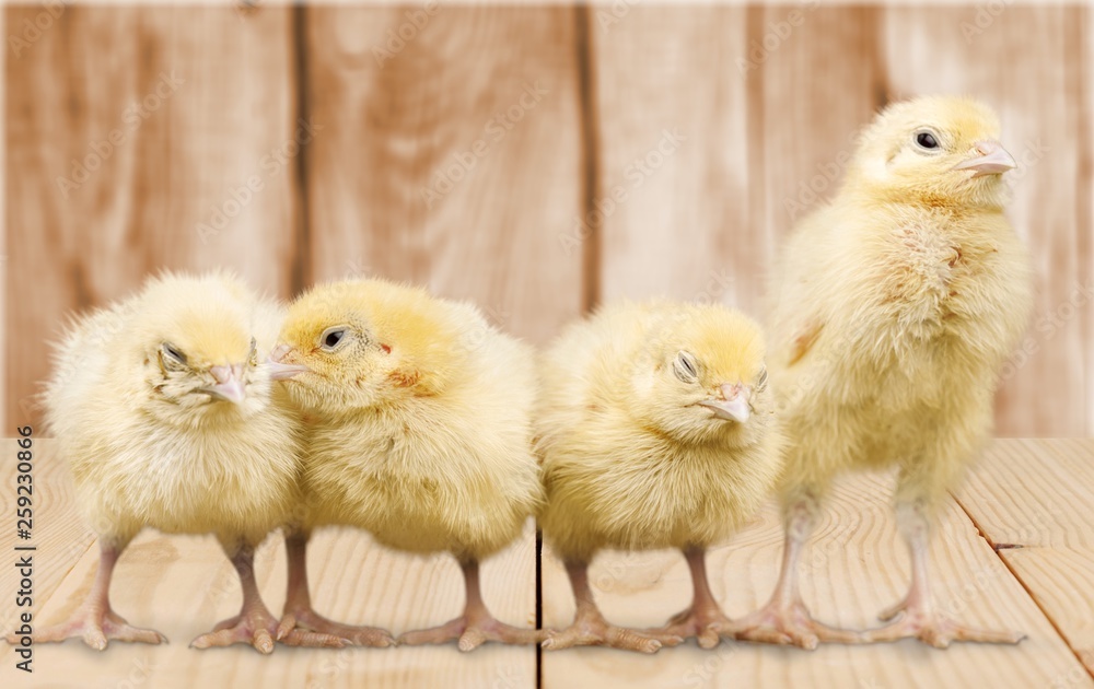 Fototapeta premium Yellow baby chicken