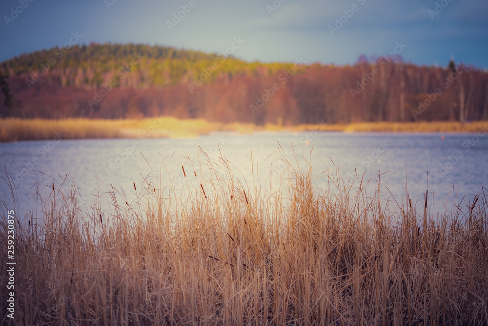reed in the foreground small lake and forest on a hill in the background