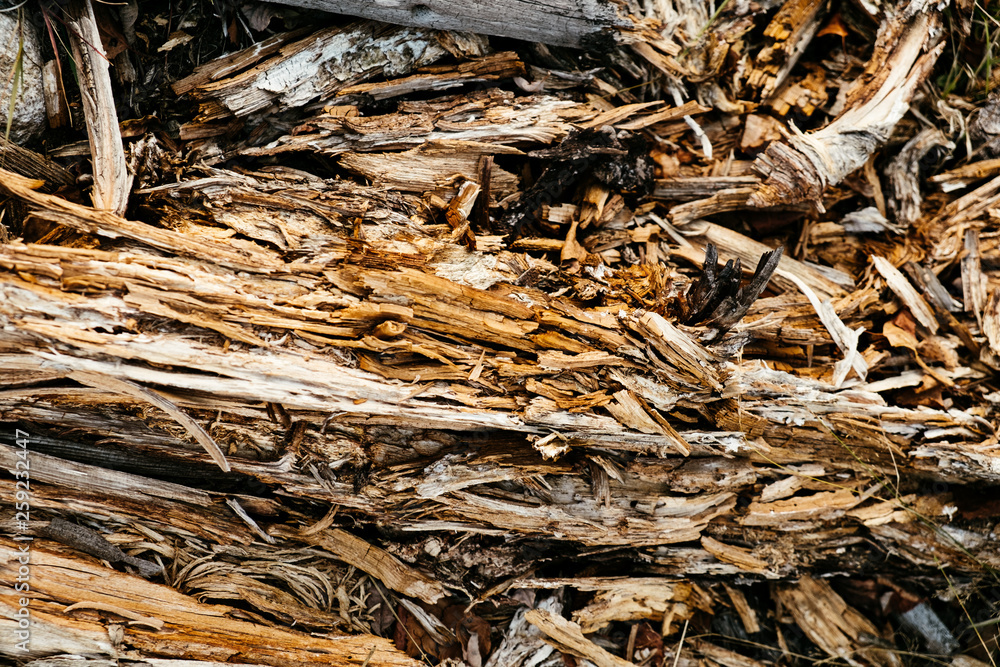 Fototapeta premium texture of rotten wood