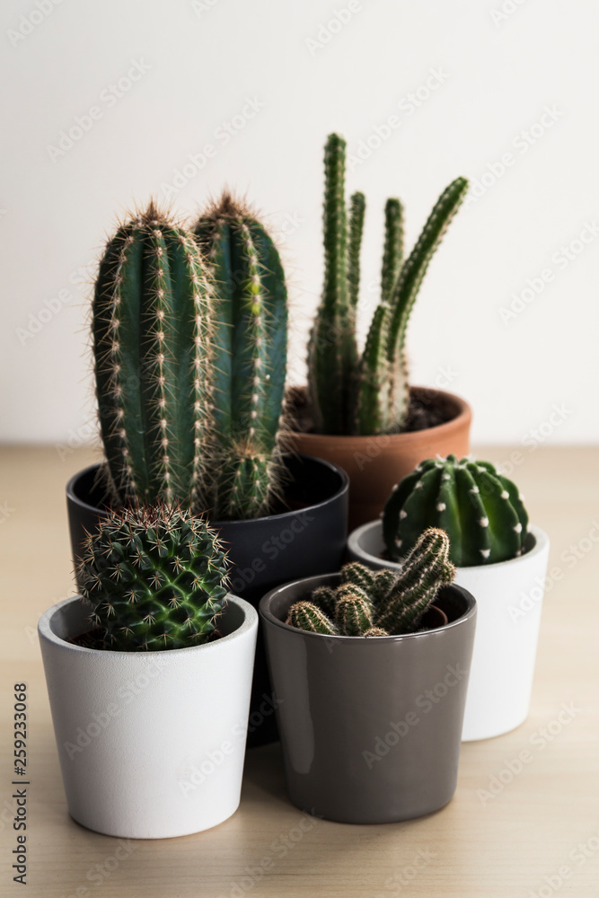 Group of small cacti and succulent plants in pots Group of small cacti and succulent plants in pots