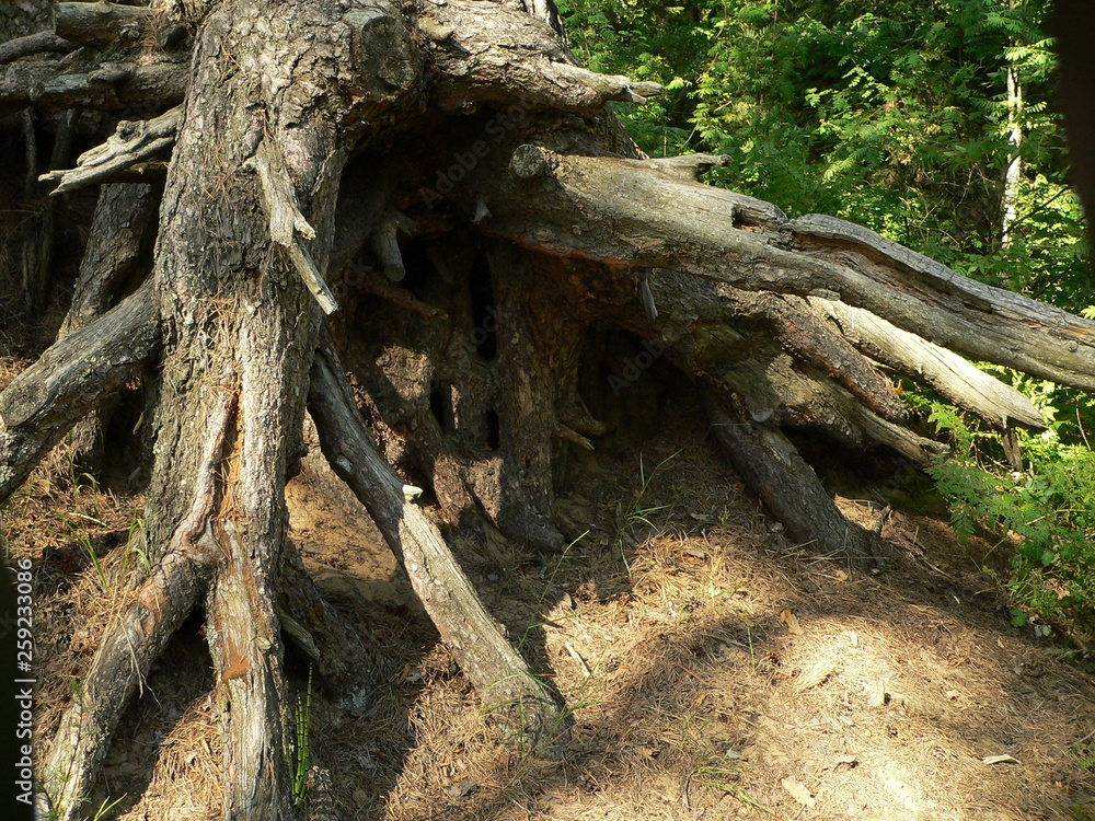 Fototapeta premium Bizarre plexus roots of old trees in the woods near Moscow.
