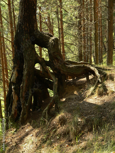 Bizarre plexus roots of old trees in the woods near Moscow.