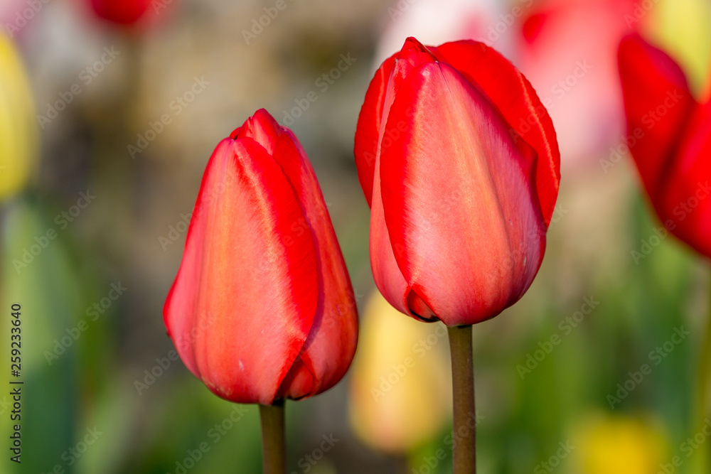 A close up of pretty tulip flowers, with a shallow depth of field A close up of pretty tulip flowers, with a shallow depth of field