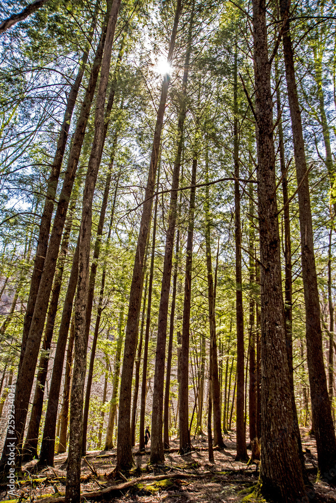 A sun star burst through tall trees in the forest. A sun star burst through tall trees in the forest.