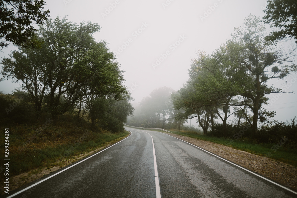 Fototapeta premium road in the forest