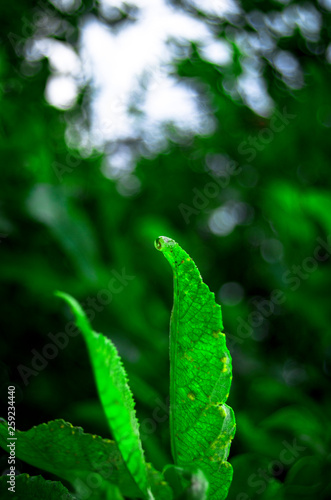 water drops on green leaf