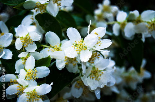 white flowers of apple tree