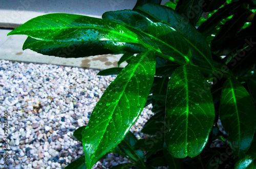 green leaf with water drops