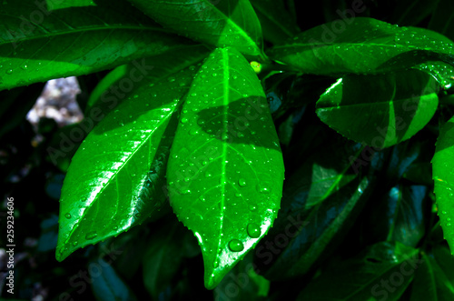 green leaf with water drops