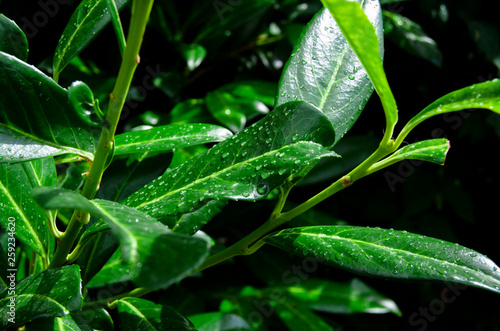 water drops on green leaf