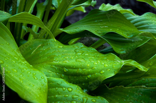 leaves
