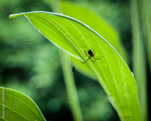 bug on leaf