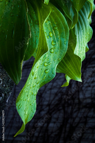 green leaf