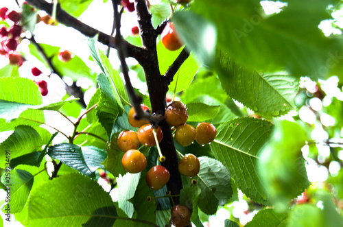 fruits of a tree