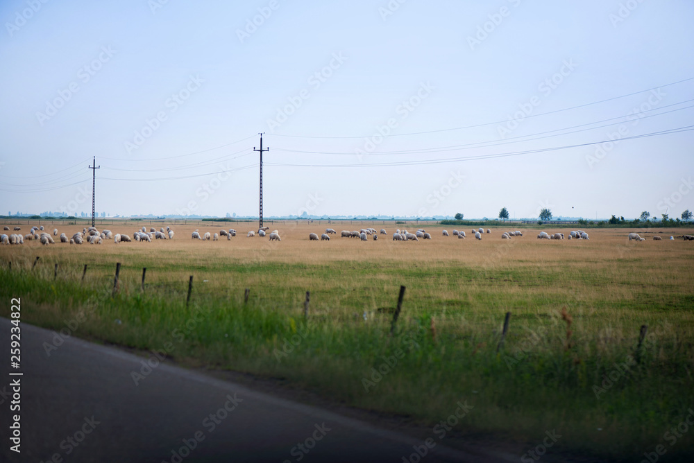 Large herd of sheep in meadow grazing grass. Concept of living in countryside. 