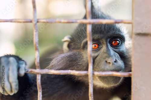 Portrait of sad wild mokey hopelessly looking through metal cage. Caged ape with despair depressed expression. Stop animal abuse concept © Kirill Gorlov