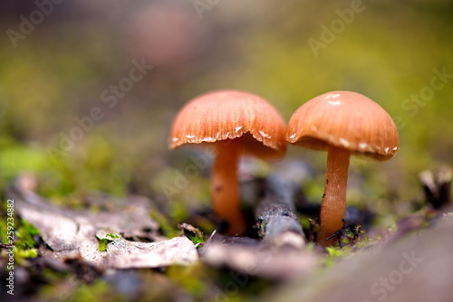 Two poisonous mushrooms in forest on green background. Beautiful autumn nature.