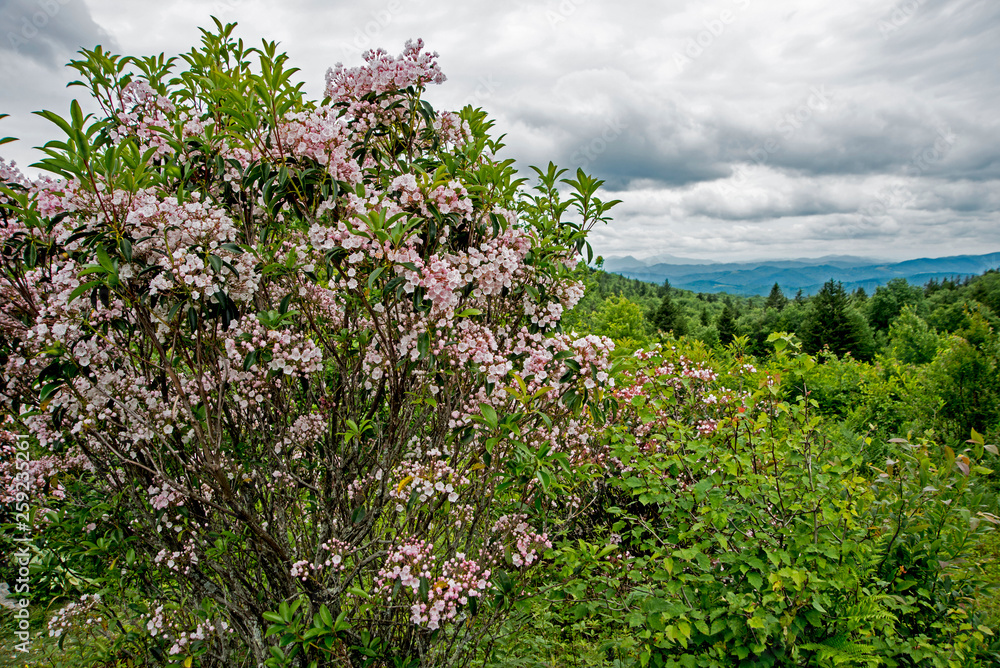 Mountain Laurel in bloom on Roan Mountain.