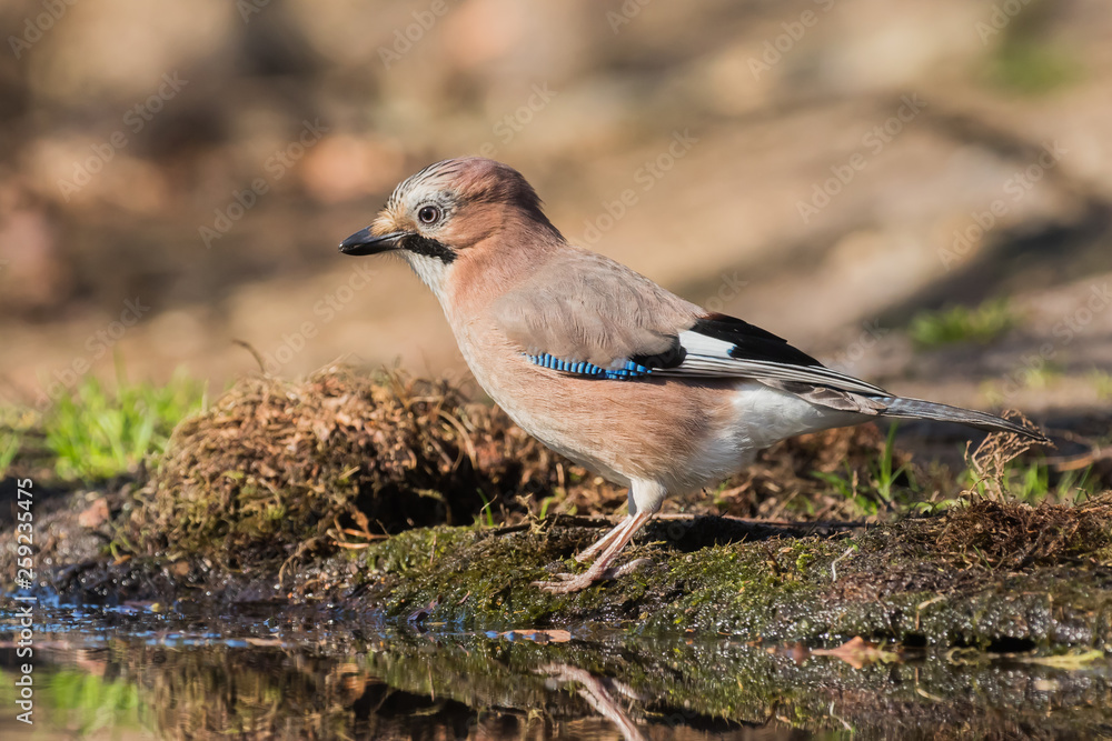 Obraz premium Eurasian jay standing on the edge of a pond