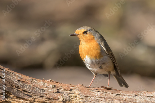 Robin posing on a tree branch in the sun