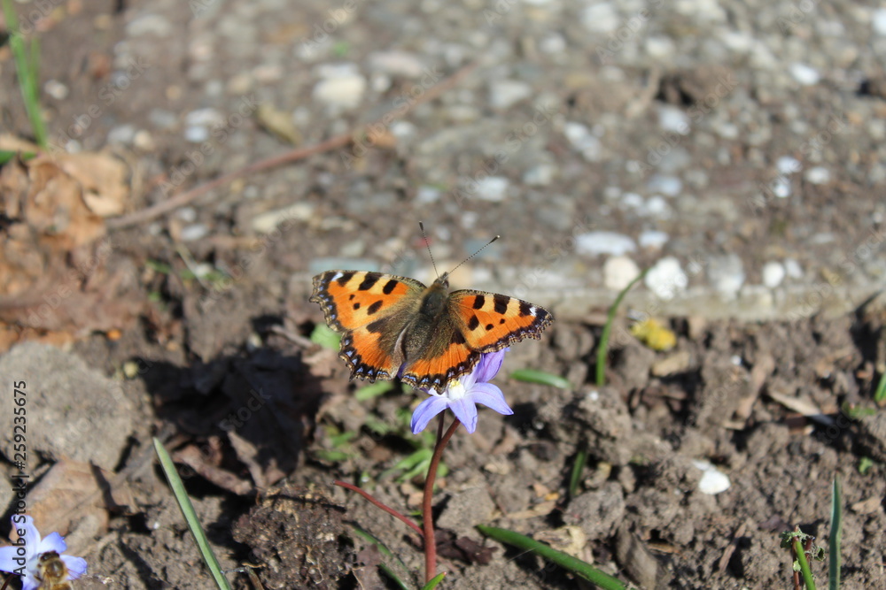 Obraz premium Kleiner Fuchs auf Schneestolz