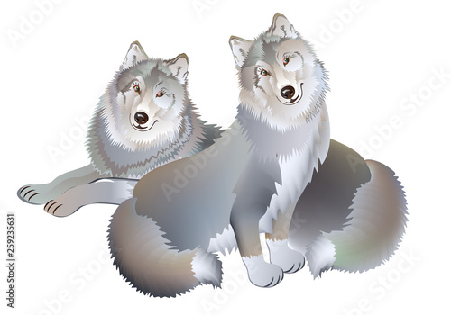 Fantasy drawing of couple of two wolves gentle loving each other. Modern print on white background. Illustration for baby book. Vector cartoon image.