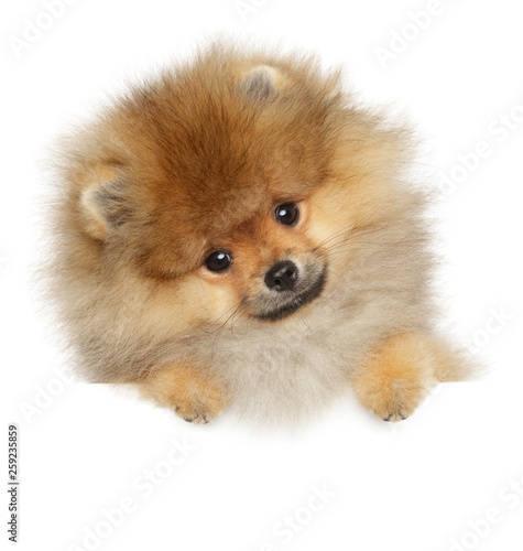Pomeranian Spitz puppy on banner © jagodka