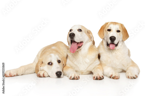 Group of Alabai puppies lying on white background