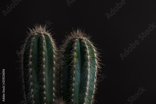 Tips of cactus plant on a black background
