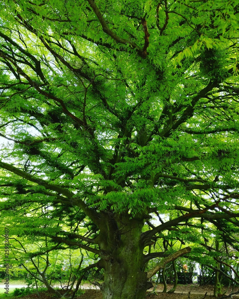 Obraz premium Giant tree