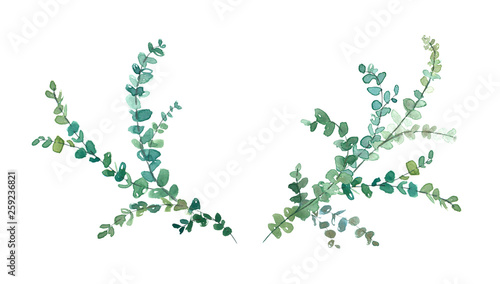 Watercolor eucalyptus minimalistic drawing. Hand painted plants, branches, leaves on white background. Greenery wedding invitation. Natural card design. Isolated on white background.