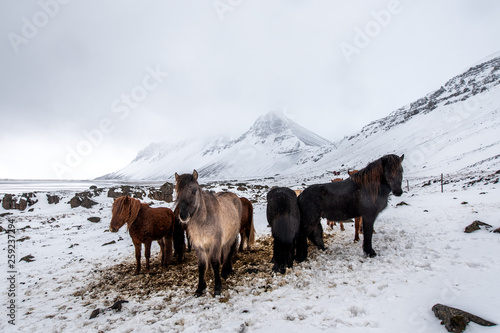 The horses and the cold