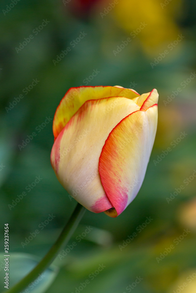 A close up of pretty tulip flowers, with a shallow depth of field A close up of pretty tulip flowers, with a shallow depth of field