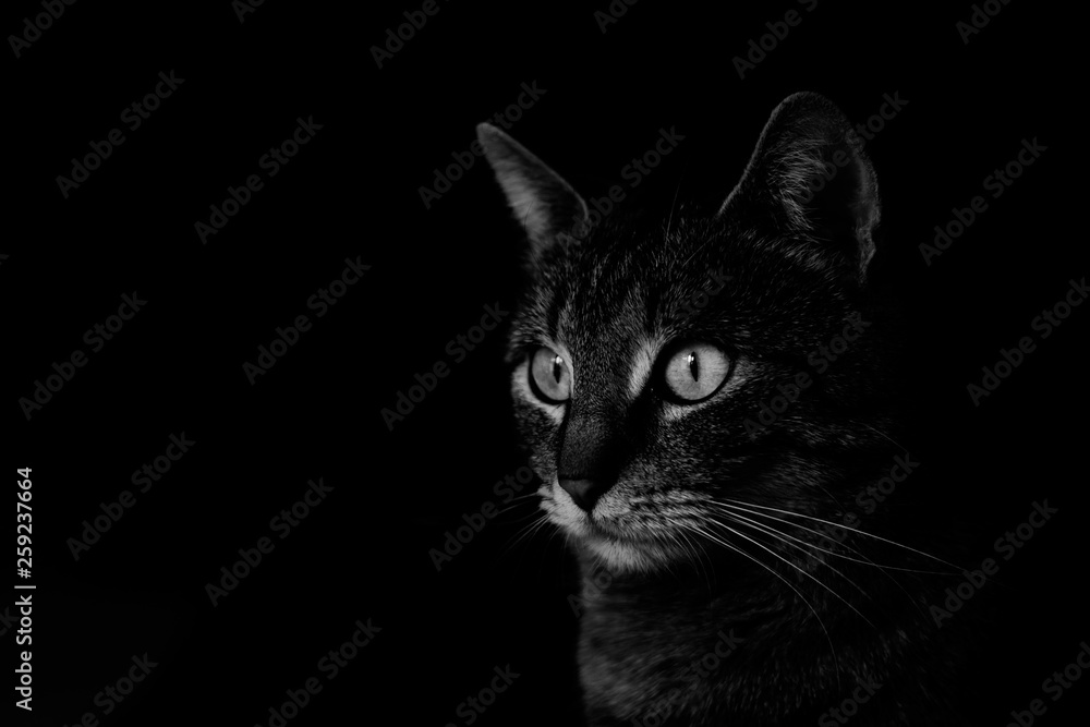 Black and white low key portrait of tabby cat