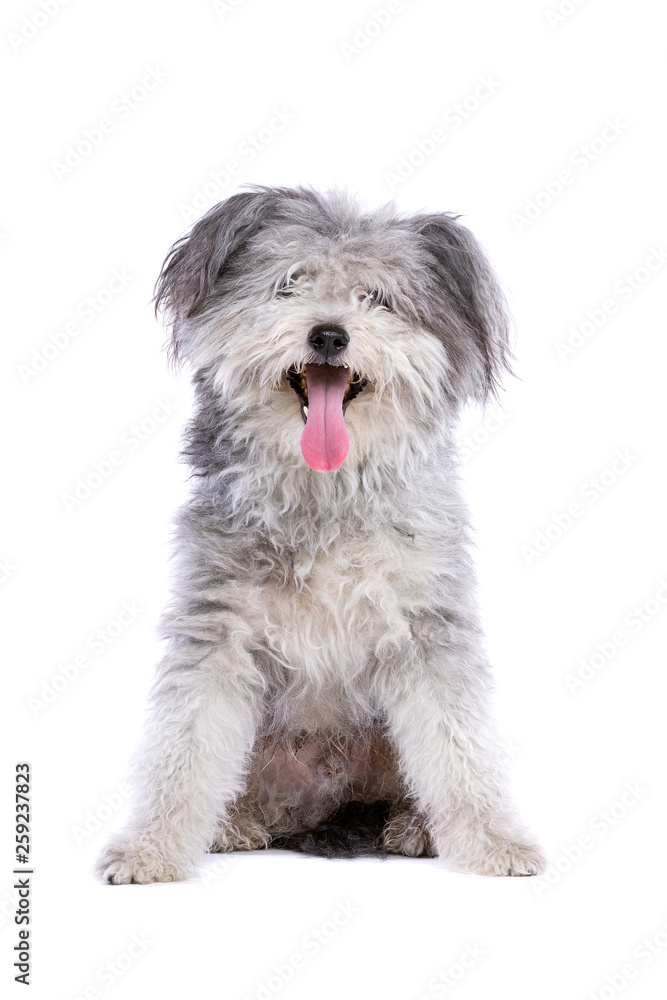 Hungarian Pumi or Hungarian herding terrier