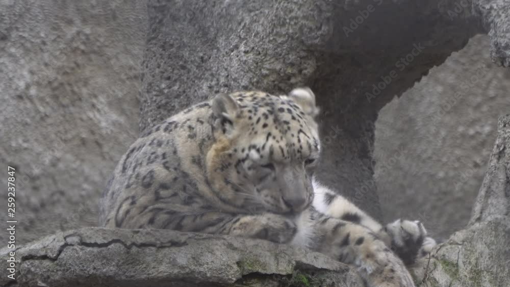 Big wild predatory cat irbis, snow leopard Big wild predatory cat irbis, snow leopard