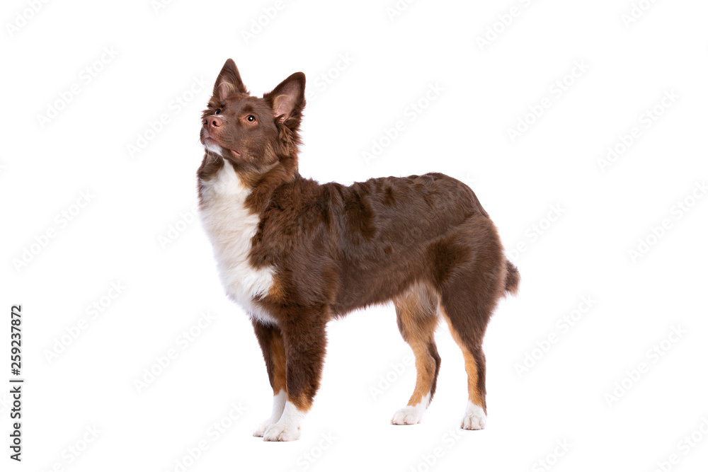 Fototapeta premium red Miniature American Shepherd dog