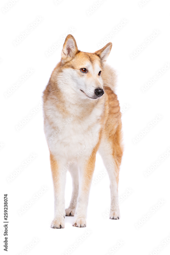 West Siberian Laika West Siberian Laika