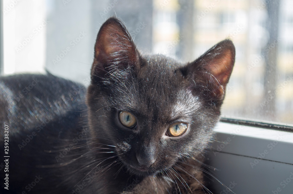 portrait of a black kitten
