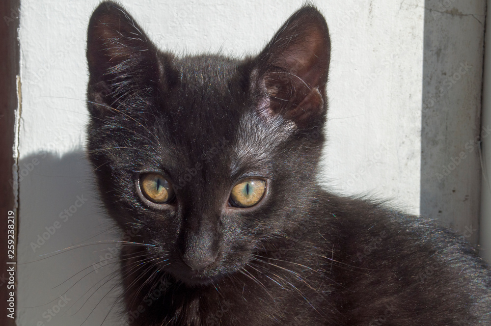 portrait of a black kitten portrait of a black kitten