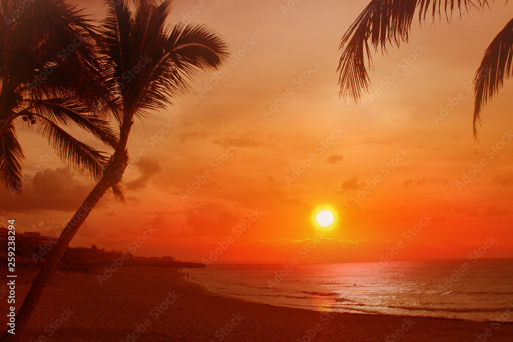Golden Sunset at the beach with palm trees. It's in Cuba, Varadero, Caribbean. It is beautiful natural background or wallpaper.